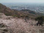 ヨンさんの太平山の桜への投稿写真1