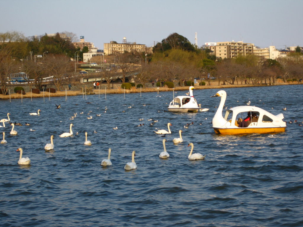 千波湖　スワンボートと白鳥 - 千波湖の口コミ