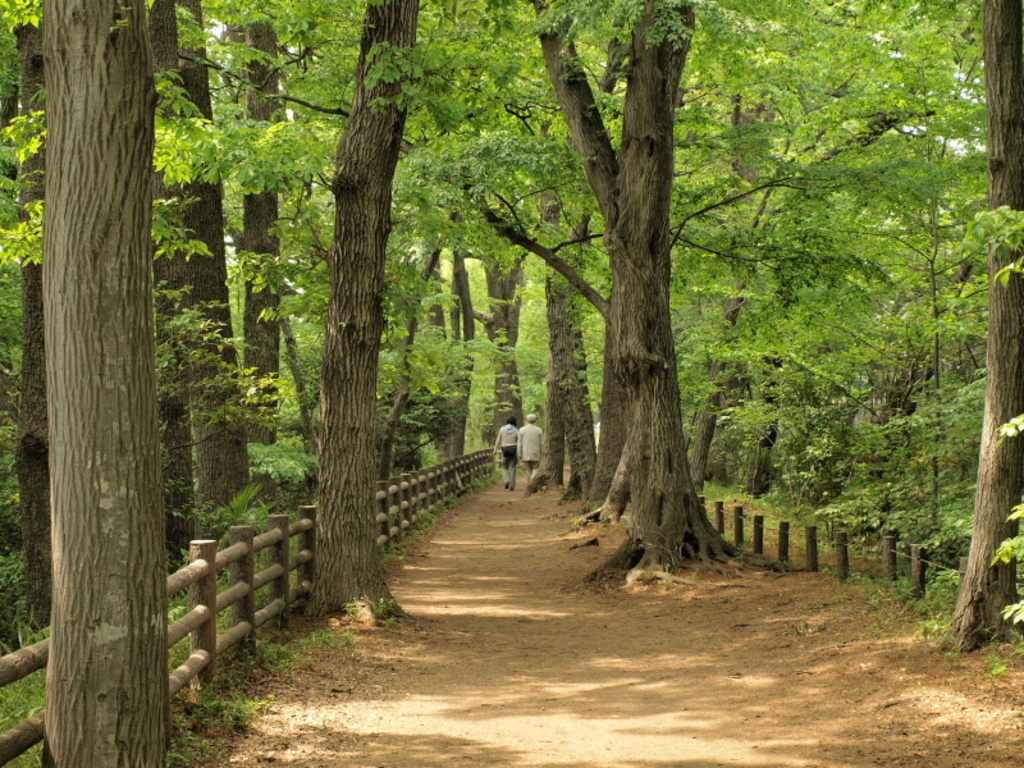 玉川上水緑道