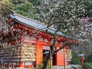 ニコちゃんさんの荏柄天神社への投稿写真1