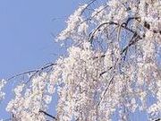 フルスピードさんの志乎・桜の里古墳公園への投稿写真1
