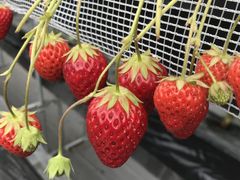 佐賀ベリーフォレスト