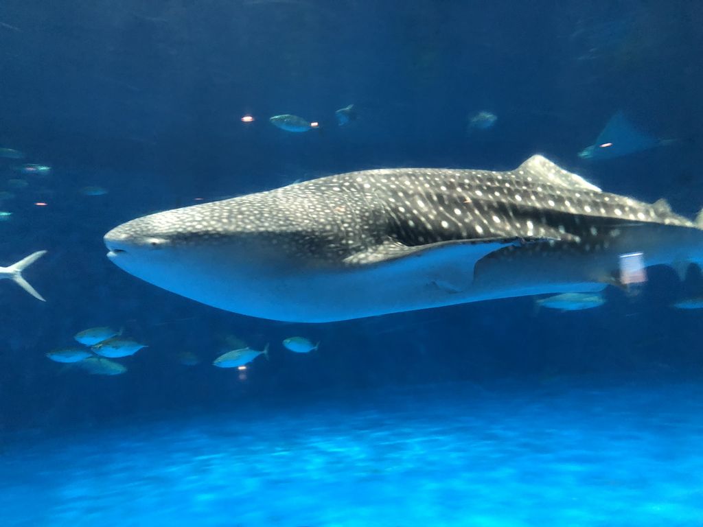 ジンベイザメが大迫力 いおワールドかごしま水族館の口コミ じゃらんnet