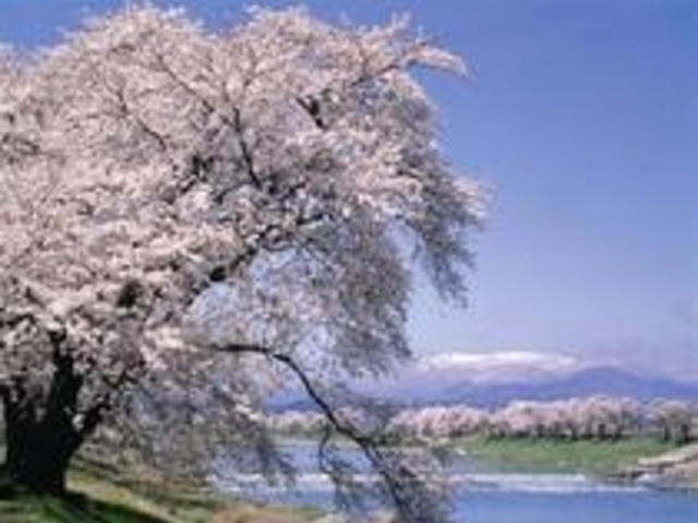 白石川堤「一目千本桜」