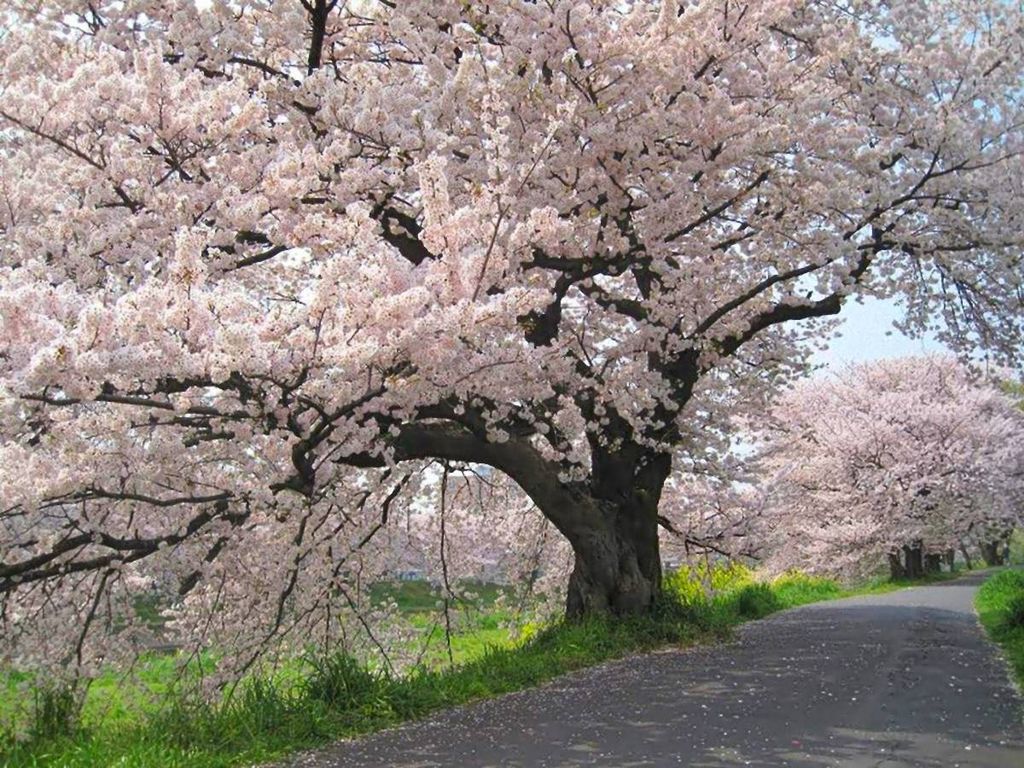 北越谷の桜