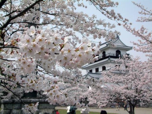 白石城桜まつり