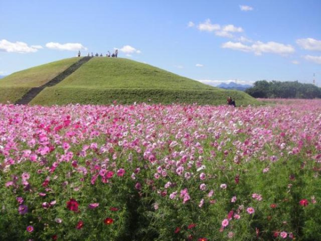 はにわの里公園 コスモス畑 アクセス イベント情報 じゃらんnet