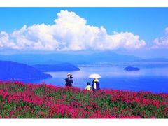 びわこ箱館山　ペチュニアのお花畑・コキアパークの写真1