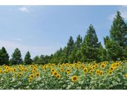 滋賀農業公園　ブルーメの丘のヒマワリの写真1