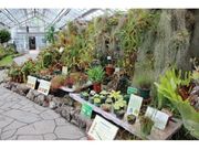 食虫植物特別展示の写真1