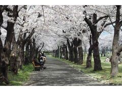 開成山公園の桜の写真1