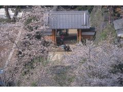 延岡城跡・城山公園の桜の写真1