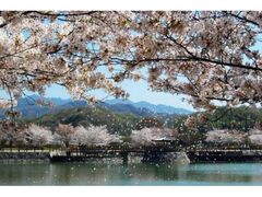 香川県立亀鶴公園の桜の写真1