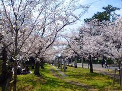 琴弾公園　桜まつりの写真1