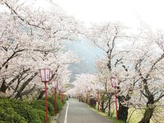 武丈公園の桜の写真1