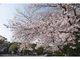 大分縣護國神社の桜の写真2