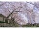 福岡県営天神中央公園　お花見予約の写真2