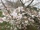 冨士山公園の桜の写真2