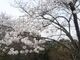 冨士山公園の桜の写真3