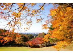 卯辰山公園の紅葉の写真1