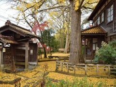 深田久弥山の文化館の黄葉の写真1