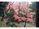 小石川後楽園　深山紅葉を楽しむの写真2