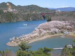 恵那峡さざなみ広場の桜の写真1