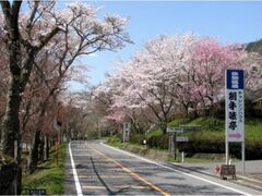 奥矢作湖畔桜並木の写真1
