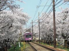 嵐電　桜のトンネルの写真1