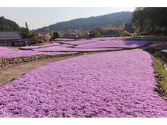 芝桜園　花のじゅうたんin三田の写真1