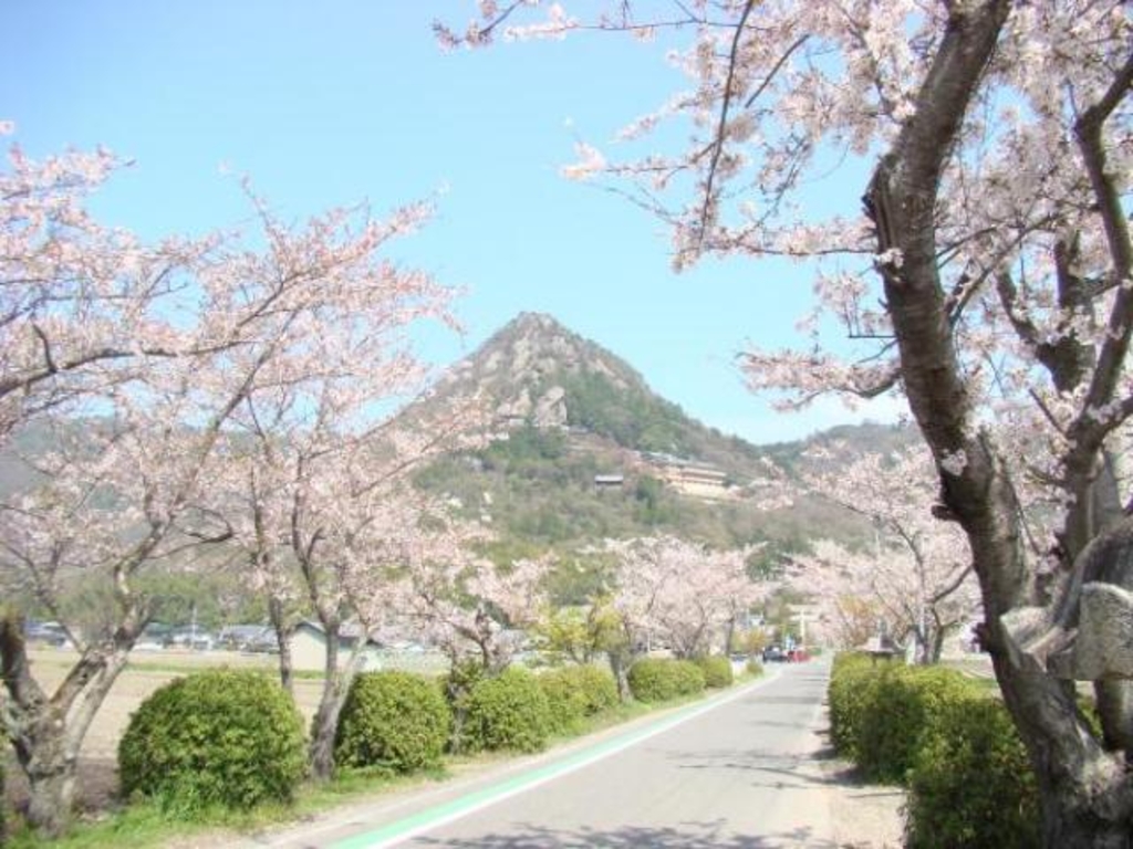 太郎坊宮（阿賀神社）参道の桜並木周辺のイベントランキング - じゃらんnet