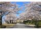 西山公園の桜の写真2