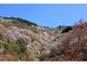 吉野山の桜の写真2