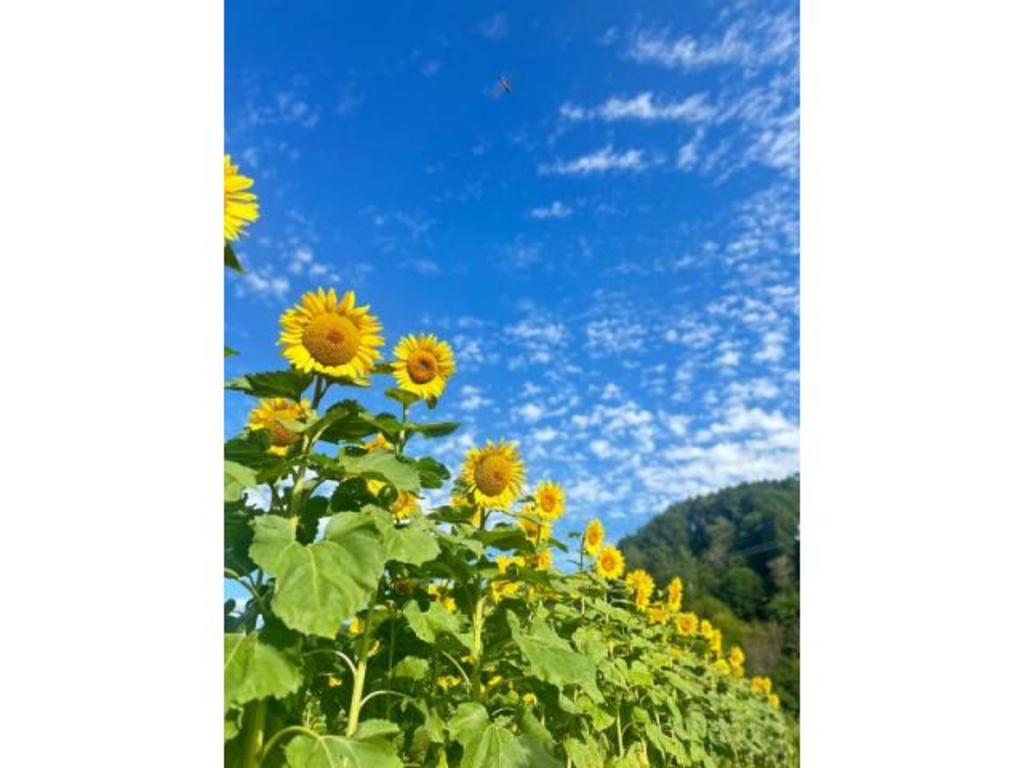 平谷村 ひまわり迷路