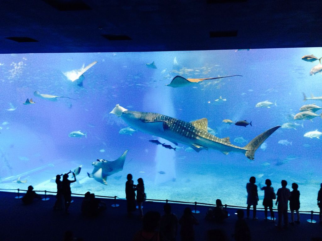 沖縄美ら海水族館