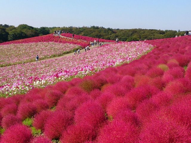 国営ひたち海浜公園 アクセス 営業時間 料金情報 じゃらんnet