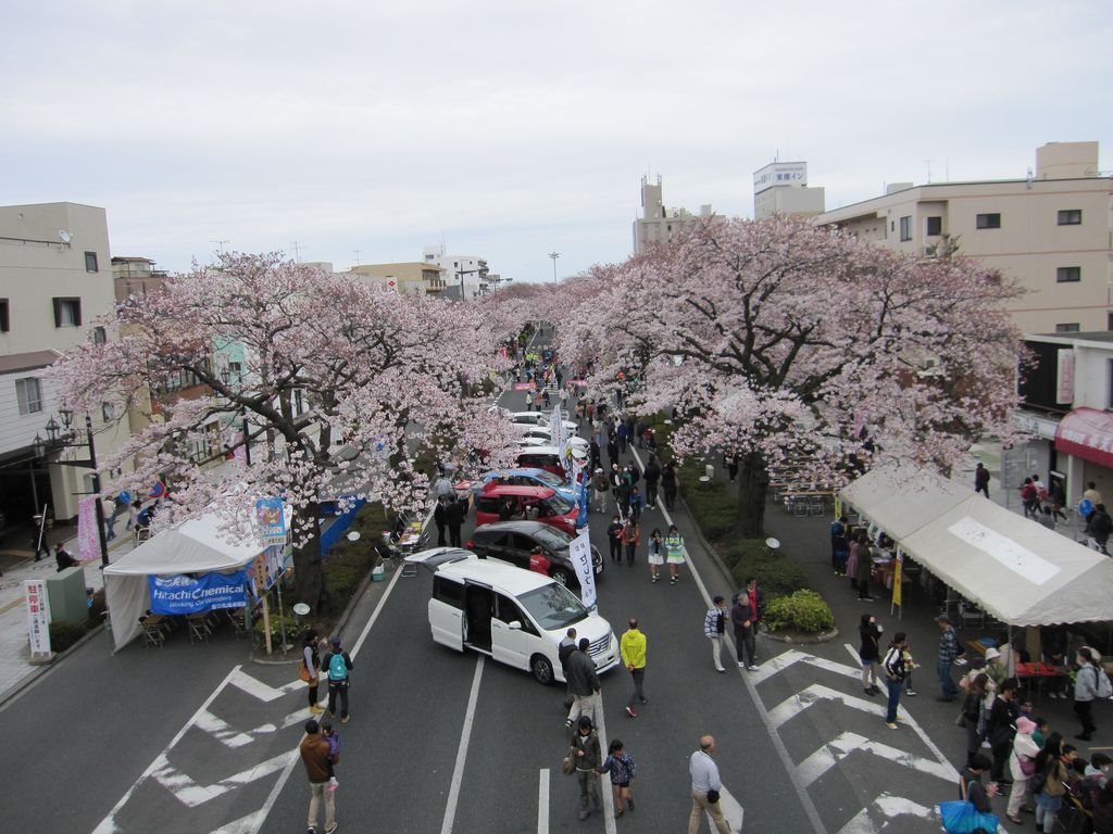 日立さくらまつり開催中 平和通り 平和通りの桜の口コミ じゃらんnet