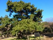 菊ちゃんさんの代々木公園への投稿写真1