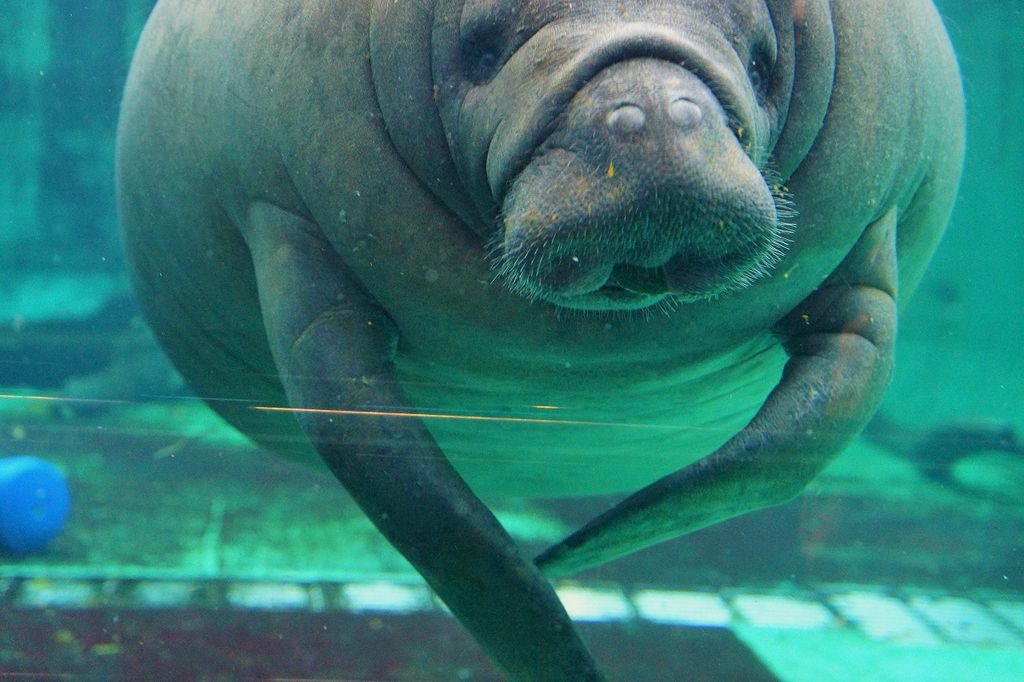 沖縄美ら海水族館周辺の観光スポットランキング じゃらんnet