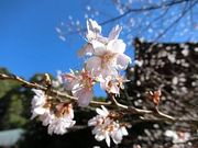 あべっちさんの大福寺の半歳桜への投稿写真1