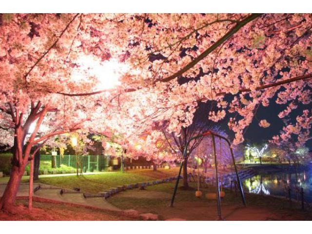岩脇公園桜まつり
