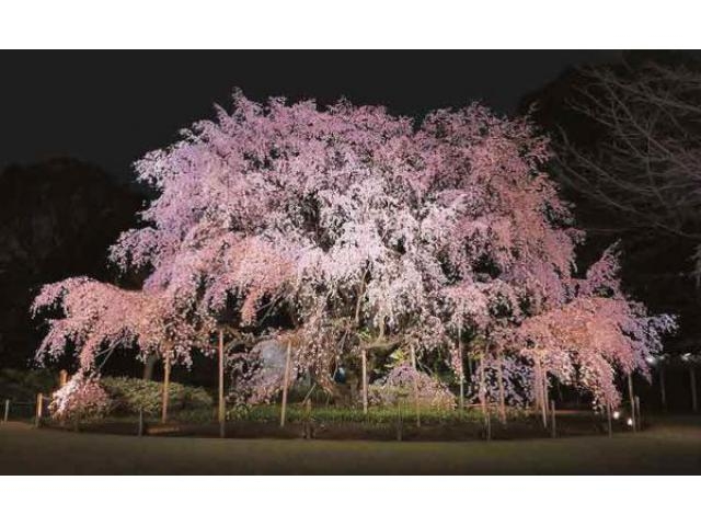 六義園「しだれ桜と大名庭園のライトアップ」