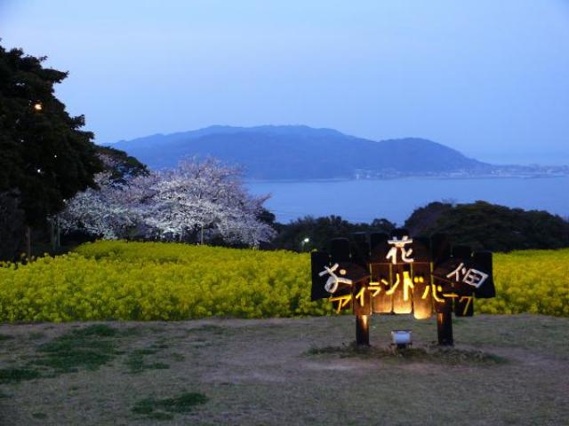 能古島の夜桜＆菜の花ライトアップ