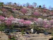 冠山総合公園　梅の開花の写真1