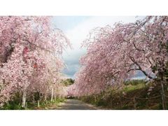 たけべの森公園の桜の写真1