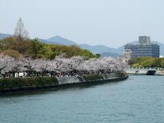 平和記念公園の桜の写真1