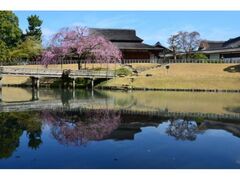 岡山後楽園の桜の写真1