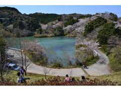 動鳴気峡の桜の写真1