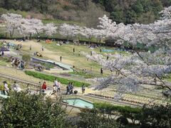 和歌山県植物公園緑花センターの桜の写真1