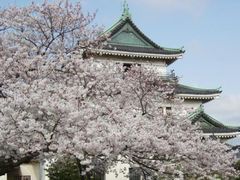 和歌山城公園　桜まつりの写真1